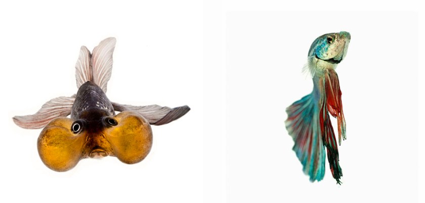 From 'The Fish Book'