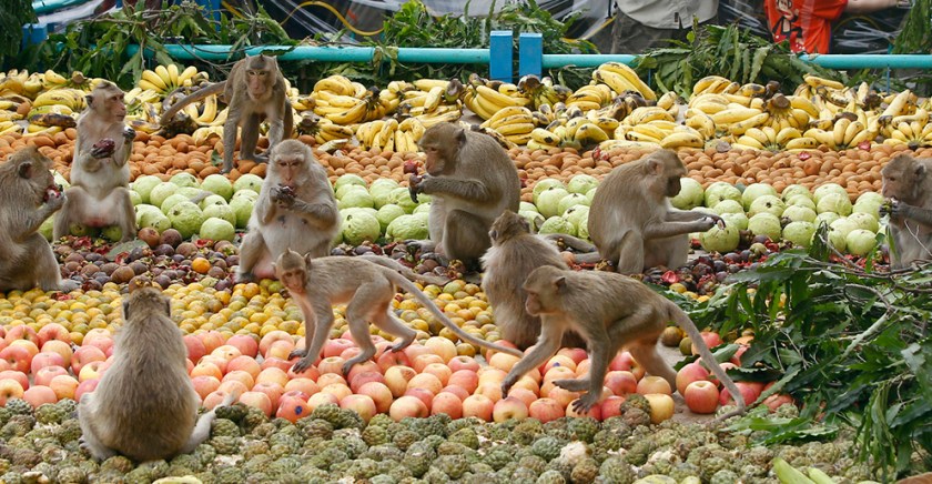 Monkeys feasting at the Lopburi Monkey Banquet Festival, Thailand